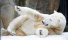 Der Berliner Eisbär Knut räkelt sich im Schnee. In Deutschland wird das kalte Wetter anhalten, denn für das Wochenende sind Schneestürme angekündigt. Foto: ap