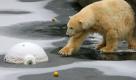 Bei Schnee kann sich Eisbärin Vienna im Rostocker Zoo ein bisschen zuhause fühlen. Foto: dpa