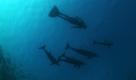 Der Film zeigt auch fantastische Bilder von Delfinen in freier Wildbahn ... Foto: OPS