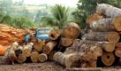 Wird Wald abgeholzt, dann fehlen Bäume, die Kohlenstoffdioxid in Sauerstoff umwandeln. Deshalb ist die Abholzung schädlicher als das gesamte Transportwesen, was den Ausstoß von Treibhausgasen anbelangt. Einer der größten Waldkiller ist illegaler Holzschlag. In Russland stammen nach WWF-Angaben bis zu 50 Prozent des Holzes aus illegalen Quellen. Im brasilianischen Amazonasgebiet soll der Anteil bei 80 Prozent liegen. Foto: dpa