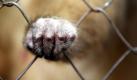 Ein Affe klammert sich im Bao Son Paradise Park in Hanoi an seinen Käfig. Viele bedrohte Wildtierarten in Afrika werden dezimiert, indem Tiere illegal nach Vietnam gebracht werden. Foto: Luong Thai Ling Foto: dpa