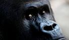 Gorilla-Männchen Viatu schaut mit traurigem, herzzerreißend in die Kamera. Obwohl der Gorilla im Frankfurter Zoo keinen Grund zur Trauer hat, denn seit September gibt es eine Dame an seiner Seite: Gorilla-Weibchen Shitra. Der Hundeblick ist sicher nur Masche, um das Herz der Dame zu erobern. Foto: dapd