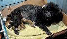 Pudel-Dame Pixie zieht drei kleine Eichhörnchenbabys auf. Nachdem in North Carolina ein Baum gefällt wurde, sind drei kleine Eichhörnchen obdachlos geworden  ihre Mutter unauffindbar. Da Pudel-Dame Pixie gerade erst Junge großgezogen hat, macht sie mit den Eichhörnchenbabys gleich weiter. Foto: ap