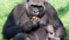 Den Gorilla haben dagegen schon deshalb alle so lieb, weil er so menschlich anzusehen ist. Foto: dpa