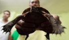 Mehrere Tiere bedrohter Arten beschlagnahmten die philippinischen Behrden gestern in Manila. Illegale Tierhndler hatten 30 Dosenschildkrten, 50 Hirtenstare und einen Schlangenbussard fr den Verkauf gehalten. Alle drei Tierarten sind vom Aussterben bedroht. Der illegale Tierhandel ist in Asien ein lukratives Geschft. Foto: dpa