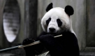 Der vierjährige Pandabär Wang Wang isst Bambus im Panda Breeding Center in Ya'an, China. Der Panda wird für zehn Jahre in einen australischen Zoo ziehen. Foto: ap
