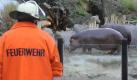 Diese Flusspferde hatten Glück im Unglück. Sie mussten nach einem Brand im Karlsruher Zoo nur ins Außengehege umziehen. 26 Tiere verbrannten, darunter Ziegen, Schafe, Ponys und Zwergesel. Nach Polizeiangaben war das Feuer im Streichelzoo ausgebrochen. Foto: dpa