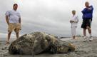 Auch Tiere blieben von Hurrikan «Irene» nicht verschont: In Ventnor City, New Jersey, wurde eine tote Meeresschildkröte an Land gespült. Foto: dapd