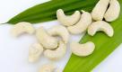 Die nierenfrmigen Cashewnsse sind der Spitzenreiter beim Magnesium, das die Muskeln aktiviert und fr den Eiwei- und Kohlenhydratstoffwechsel wichtig ist. Je grer der Vorrat an Magnesium im Krper ist, desto besser ist er gegen Stress gewappnet. Auerdem stecken B-Vitamine in der Cashewnuss, die eine ideale Gehirn- und Nervennahrung sind. Phenolsuren sollen der Krebsentstehung vorbeugen. Tipp: Bei Mdigkeit whrend der Menstruation helfen Cashewnsse; der hohe Eisengehalt frdert die Blutbildung. Foto: news.de