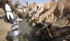 Kleine Trinkpause für die Stars des Kamel-Festivals im indischen Ahmadabad. Jedes Jahr kommen verschiedene Stämme zusammen, um zu feiern - aber auch, um zu handeln. Foto: ap