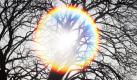 Die Sonne strahlt durch das Geäst eines Baumes am Rheinufer in Düsseldorf. Foto: ap