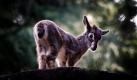 Ein junges Blauschaf  wendet sich schüchtern von den Besuchern des Zoos in Yokohama in der Nähe von Tokio ab. Foto: ap