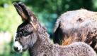 Wie ein Plüschtier sieht der kleine Esel mit seinen kuscheligen Ohren aus. Das Poitou-Esel-Stutenfohlen Melanie lebt im Tierpark Friedrichsfelde nahe Berlin. Die kleine Eselin kam am 27. Juni auf die Welt. Foto: dpa