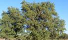 Die Arganie wächst nur in der südwest-marokkanischen Region Souss-Massa-Draa. Versuche, den Baum andernorts zu kultivieren, schlugen bisher fehl. Foto: Max Rubner-Institut Münster