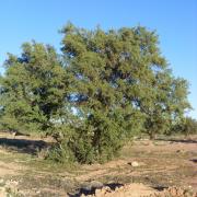 Die Arganie wächst nur in der südwest-marokkanischen Region Souss-Massa-Draa. Versuche den Baum andernorts zu kultivieren schlugen bisher fehl.