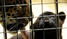 Eines von zwei kleinen Jaguarbabys zeigt sich zusammen mit seiner gefleckten Mutter Kiara im Raubtierhaus im Zoo Berlin. Zwei Jungtiere waren am 17. September 2009 blind und jeweils mit weniger als einem Kilo Gewicht zur Welt gekommen. Foto: dpa