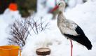 Vor dem Haus der Familie Reisner aus dem brandenburgischen Eisenhüttenstadt geht ein Storch durch den Schnee. Seit dem 26. Januar kümmert sich die Familie um Störchin Frieda, die am liebsten grüne Heringe und Katzenfutter frisst. Foto: dpa