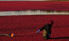 Auf einem gefluteten Feld in Richmond (Kanada) sammelt ein Arbeiter Cranberries ein. Cranberries sind nicht zu verwechseln mit den in Deutschland bekannten und artverwandten Preiselbeeren, die jedoch um einiges kleiner sind. Foto: dapd