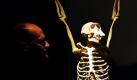 Kai Füldner, Leiter des Naturkundemuseums in Kassel, steht neben dem Abguss eines hängenden Schimpansen-Skeletts, die im Rahmen der Ausstellung Evolution des Menschen vom 11. November bis zum 1. Mai 2010 zu sehen sein wird. Mit Dioramen und derartigen Rekonstruktionen sollen die verschiedendsten Aspekte der Menschwerdung beleuchtet werden. Foto: dpa