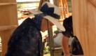 Eine Mennonitenfrau arbeitet im südamerikanischen Staat Belize in der Gemeinde Spanish Shipyard an einem Möbelstück (Foto vom Mai 2007). In Belize machen heute die Mennoniten insgesamt vier Prozent der rund 300 000 Einwohner aus. Vor genau 50 Jahren kamen die ersten Familien aus dem mexikanischen Bundesstaat Chihuahua. Die Mennoniten sind Nachfahren einer religiösen Sekte, die nach dem holländischen Priester Menno Simons, einem Wiedertäufer aus dem 16. Jahrhundert, benannt ist. Foto: Franz Smets dpa (zu dpa-Reportage: 'Die Mennoniten von Belize: Mit Bibel und Computer zum Erfolg' vom 26.06.2007) +++(c) dpa - Bildfunk+++  Foto: dpa