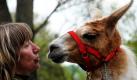 Festlich geschmückt ist im Zoopark Erfurt das Lama Lilo an der Leine von Tierpflegerin Susanne Meyer beim symbolischen ersten Spatenstich für die neue Südamerika-Anlage. Die neue Anlage mit einer Fläche von 4300 Quadratmetern soll bis August fertiggestellt sein. Neben Lamas finden auf der Anlage drei Pärchen Maras und ein Nandu-Paar ein neues Zuhause. Foto: dpa