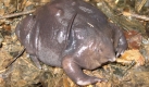 Der schwabbelige Froschlurch ist wahrlich der König der Hässlichkeit. Solchen einen Schleimklumpfen kann wahrscheinlich nur die eigene Mama liebhaben. Foto: wikipedia/ Karthickbala
