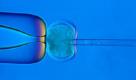 Problematische Auslese oder letzte Chance aufs Wunschbaby? Bei der Präimplantationsdiagnostik (PID)wird das Erbgut von Embryonen aus dem Reagenzglas auf genetische Krankheiten und Behinderungen untersucht. Das Ergebnis liegt ein bis zwei Tage später vor. Wird ein Gendefekt diagnostiziert, der eine schwere Behinderung des Kindes zur Folge hätte, lassen die Fachleute den Embryo absterben. Liegt keine Schädigung vor, kann er in die Gebärmutter eingesetzt werden. Foto: dapd
