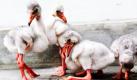 Flamingobabys stehen im Jurong Bird Park in Singapur zusammen, als würden sie ein Schwätzchen halten. Zunächst haben neugeborene Flamingos ein graues Federkleid, erst allmählich stellt sich die charakteristische pinke Farbe ein. Foto: dpa