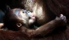 Ein Neugeborenes Orang-Utan-Baby wird von seiner Mutter im Duisburger Zoo gestillt. Der Vater des Babys ist mit über 50 Jahren einer der ältesten Orang-Utans weltweit.
 Foto: ap