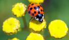 Ein Marienkäfer sitzt in Dresden auf einer Pflanze. Auch für die kommenden Tage ist mit gutem Flugwetter für die Insekten zu rechnen.  Foto: dpa
