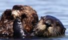 Eine Seeotter-Mutter hilft ihrem Nachwuchs bei der Körperpflege im kalifornischen Moss Landing. Die Mutter wurde als Kind verstoßen, in einem Wildpark aufgezogen und wieder ausgewildert  nun hat sie bereits ihr zweites Junges bekommen. Da Seeotter eine bedrohte Tierart sind, ist jede Fortpflanzung ein kleiner Erfolg. Foto: ap