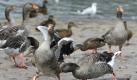 Wilde Enten streiten sich um Futter am Montag, 2. August 2010, in Dresden, Sachsen, am Ufer der Elbe bei 25 Grad Celsius. Das Wetter wird laut Meteorologen auch in den nächsten Tagen im Osten wechselhaft bleiben. (apn Photo/Matthias Rietschel) --- Dugs take a bath in the river Elbe in Dresden, Germany, Monday, Aug. 2, 2010. (apn Photo/Matthias Rietschel)



 Foto: apn