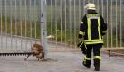 Ein Feuerwehrmann geht in Stendal zu einem zwischen Gitterstäben des Zauns der Mülldeponie eingeklemmten Reh. Das Tier konnte sich nicht selbst aus seiner Lage befreien. Die Einsatzkräfte befreiten das Reh und ließen es nach der Versorgung einer kleinen Fleischwunde wieder laufen. Foto: dapd