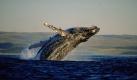 Majestätisch und mit ungeheurer Kraft erheben sich die sanften Riesen der Meere aus dem Wasser. Ein faszinierendes Naturschauspiel. Foto: South African Tourism