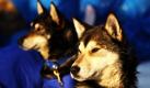 Während dem Iditarod Great Sled Race, ruhen sich die beiden Schlittenhunde Aberdeen und Chase am Takotna Checkpoint aus. Das Iditarod ist mit einer Strecke von ca. 1850km das längste und härteste Hundeschlittenrennen der Welt. Foto: dapd