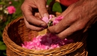 Biolandwirt Reinhold Schneider erntet am Donnerstag (18.06.09) bei Creglingen auf seinem Rosenfeld Rosenblueten. Der Landwirt betreibt den vom Bundeslandwirtschaftsministerium als Demonstrationsbetrieb gefoerderten Kraeuter-, Obst- und Rosenhof Taubertal. Seit 1996 baut er dort Wild-, Heil- und Duftrosen an, die in der kosmetischen Industrie, aber auch zunehmend in der Gastronomie Abnehmer finden.

Foto: Sascha Schuermann/ ddp Foto: ddp