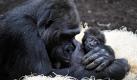 Das Gorillaweibchen Baghira spielt im Tierpark Hellabrunn in München mit seinem am 7. Dezember 2009 geborenen Baby Kajolu.
 Foto: ap