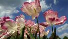 Tulpen blühen in Dresden bei sonnigem Wetter und Temperaturen von 19 Grad Celsius im Schloss Pillnitz.  Foto: ap