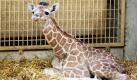 Nach einem Halswirbelbruch ist das kleine Giraffenbaby Doumi im Zoo Osnabrück eingeschläfert worden. Der knapp fünf Monate alte Bulle war mit vollem Tempo gegen einen Zaunpfosten gerast und zusammengebrochen, teilte der Zoo mit. Foto: dpa