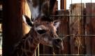 Nach einer anderthalbstündigen Bilderbuchgeburt hat Giraffenmutter Fleur im Zoo Magdeburg ein Junges zur Welt gebracht. Die erfahrene Giraffenmutter Fleur war im März 2009 aus dem niederländischen Zoo Arnheim nach Magdeburg gekommen. Dass sie einen blinden Passagier bei sich hatte, ahnte damals keiner - nun ist er zu bestaunen. Foto: ap
