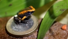 Ein etwa zwei Monate alter Schrecklicher Pfeilgiftfrosch (Phyllobates terribilis) macht es sich im Tiergarten Nürnbergin seinem Terrarium auf einer Ein-Euro-Münze bequem. Foto: ddp