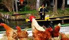 Postfrau Jutta Prudenz fährt mit einem Postkahn auf einem Fließ bei Lehde im Spreewald an Hühnern und einem Hahn vorbei. Im Spreewald wird die Post wieder mit dem Kahn zugestellt. Bis zum Herbst werde der gelbe Postkahn wie jede Saison vom Lübbenauer Ortsteil Lehde aus durch die Fließe gestakt, teilte die Deutsche Post mit. Foto: ddp