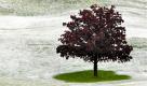 A fresh dusting of snow covers the grass around a small tree in Boise, Idaho on Saturday, May 22, 2010. Record low temperatures for this time of year crept into the area causing heavy rainfall to turn into snow in some areas. (AP Photo/Idaho Press-Tribune, Charlie Litchfield) Foto: ap