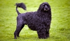 Vor Obamas Prsidentschaft hatten Zchter von portugiesischen Wasserhunden noch ihre Ruhe. Seit sich die Familie Obama fr diese Rasse als First-Dog entschieden hat und Bo in der Familie begrte, boomt der Handel mit den putzigen Tieren.
 Foto: dpa