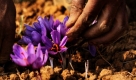 Ein Bauer erntet Safranblüten in Pampore, Indien. Safran gehört zu den teuersten Gewürzen weltweit. Foto: ap