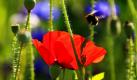 Eine Biene fliegt am in Monheim am Rhein in die Blüte einer Mohnblume. Mit Temperaturen um die 22 Grad bleibt es in Deutschland weiterhin sonnig. Foto: dpa