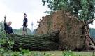 Der 6-jaehrige Johannes Thuer (r.) steht am Montag (12.07.10) in Duesseldorf nach einem Unwetter neben seinem Vater Josef auf einem entwurzelten Baum. Gegen Montagmittag wurde Duesseldorf von einer Gewitterfront erfasst. Sturmboeen entwurzelten am Rheinufer Baeume und wirbelten Aeste durch die Luft. Foto: Clemens Bilan/ddp Foto: ddp
