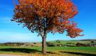 Die Vogel-Kirsche wurde zum Baum des Jahres 2010 ernannt. Im April strahlt sie in herrlichem Weiß, im Sommer liefert sie süße Früchte und im Herbst besticht sie durch ihre orange bis rote Blattfarbe. Wenn es um Ästhetik geht, spielt die Mutter aller Süßkirschen ganz vorne mit. Foto: SRT/Archivbild 