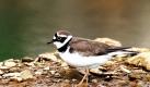 Im wahrsten Sinne des Wortes ein komischer Vogel ist der zarte Flussregenpfeifer. Schließlich bewegt er sich seltsam: Wie auf Rädern rollt er über den Kies oder Schlamm, bleibt plötzlich stehen und verharrt regungslos auf Beutesuche. Foto: wikipedia/ Andreas Trepte/ Creative Commons Lizenz