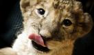 Das Löwenbaby Lina im Zoo in Neuwied und ihre Geschwister Scratch und Kato sind an Silvester per Kaiserschnitt auf die Welt gekommen. Da ihre Mutter sie nicht an nahm, ist die Tierpflegerin Petra Becker eingesprungen. Zwischen Zoo und Zuhause pfelgt sie die Kleinen im Vollzeitjob: Die Löwen wachen alle paar Stunden auf und wollen gefüttert werden. Bis sich ihr Milchgebiss ausgehärtet hat, brauchen sie ihr Futter aus der Flasche. Foto: dapd
